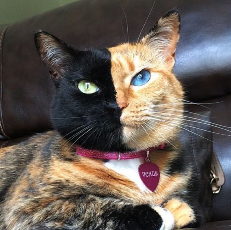 Venus, conhecida como "Two Face Cat", é um dos Gatos influencers que fazem sucesso  