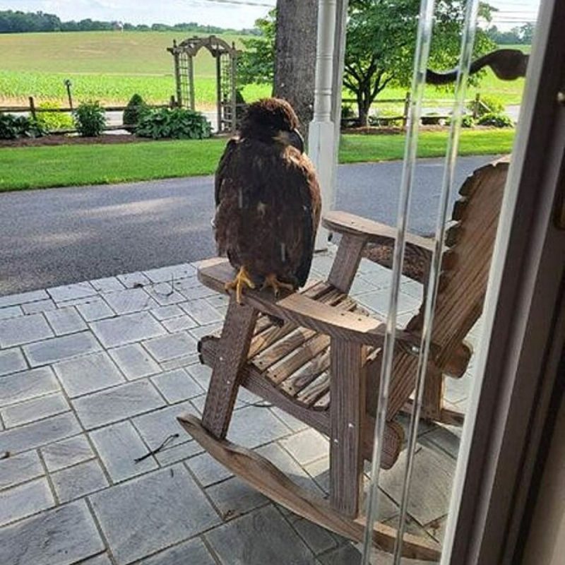 Águia Americana pousou no braço de uma cadeira que ficava na varanda da casa