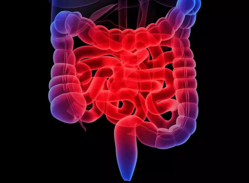 Intestino é mais afetado pelo surgimento do câncer conforme estudo - ilustração de intestino