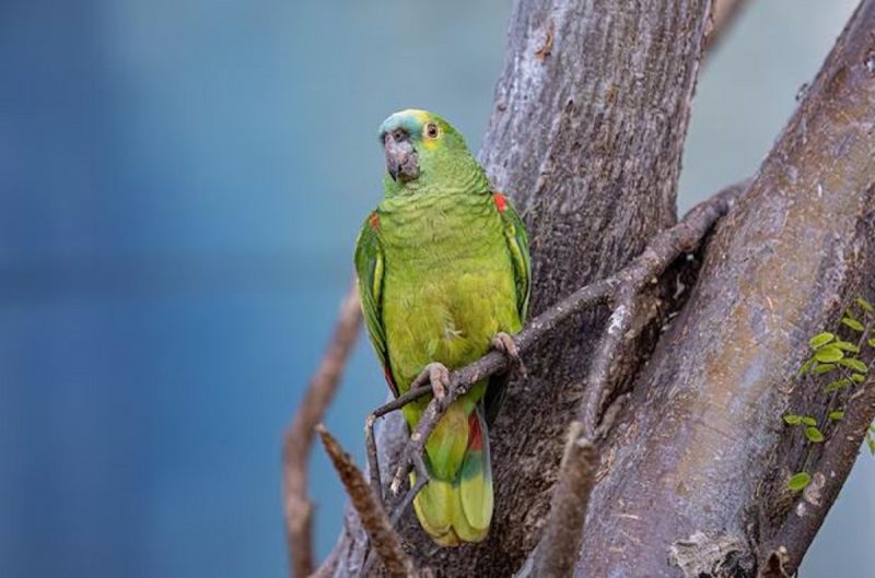 A espécie de papagaio-verdadeiro, conhecido também como ajuruetê, juru-etê, curau ou papagaio-comum é nativo do Brasil