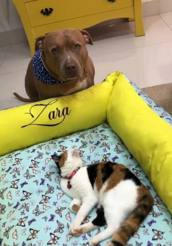 Pitbull olhando para tutora enquanto uma gata deita na sua cama