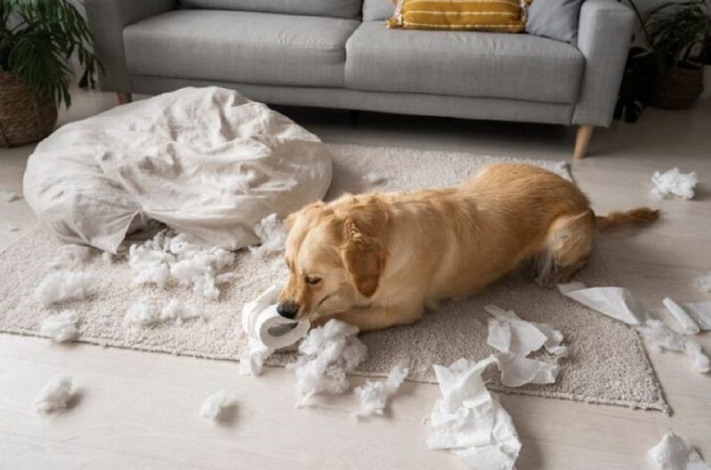 Golden Retriever aparece entre a lista de cachorros estressados