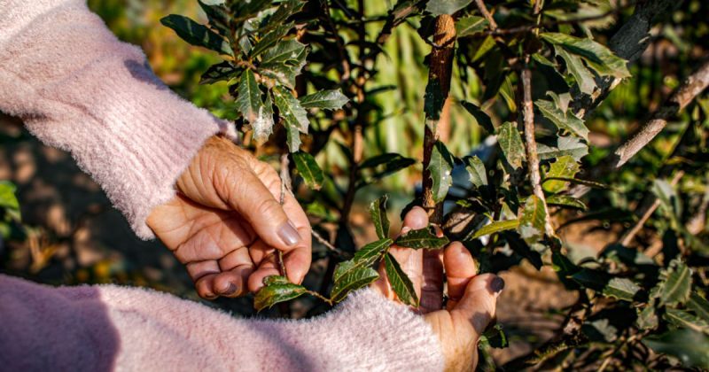 Uso de plantas medicinais ultrapassa gerações e se torna patrimônio biocultural no Sul de SC