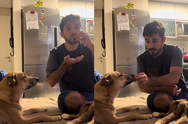 Zaya, é uma vira-lata caramelo que entrou na onde de uma brincadeira hilária com tutor, onde a publicação virou meme