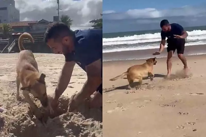 Montagem onde na esquerda o vira-lata caramelo está ajudando os banhistas a cavar o buraco na praia e na direto o pet correndo em direção a um homem