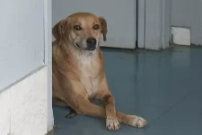 sempre-ao-seu-lado-brasileiro:-cachorro-espera-dona-que-morreu-em-porta-de-hospital-ha-8-anos