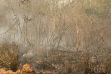 homem-e-preso-em-flagrante-por-atear-fogo-na-mata-no-sudoeste-no-para