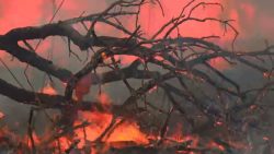 inqueritos-sobre-incendios-no-pantanal-em-ms-nao-avancam-por-atraso-em-laudos