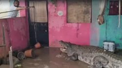 crocodilos-invadem-cidade-na-india-apos-enchentes-e-atacam-humanos;-veja-video