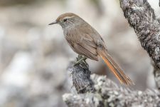 ‘nenhum-objetivo-pessoal-deve-ser-mais-importante-que-o-bem-estar-do-animal-e-a-conservacao-do-habitat’,-diz-biologo-sobre-observacao-de-aves