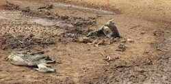 seca-no-pantanal:-fazendeiro-que-deixou-gado-agonizar-ate-a-morte-por-falta-de-agua-e-reincidente-por-maus-tratos