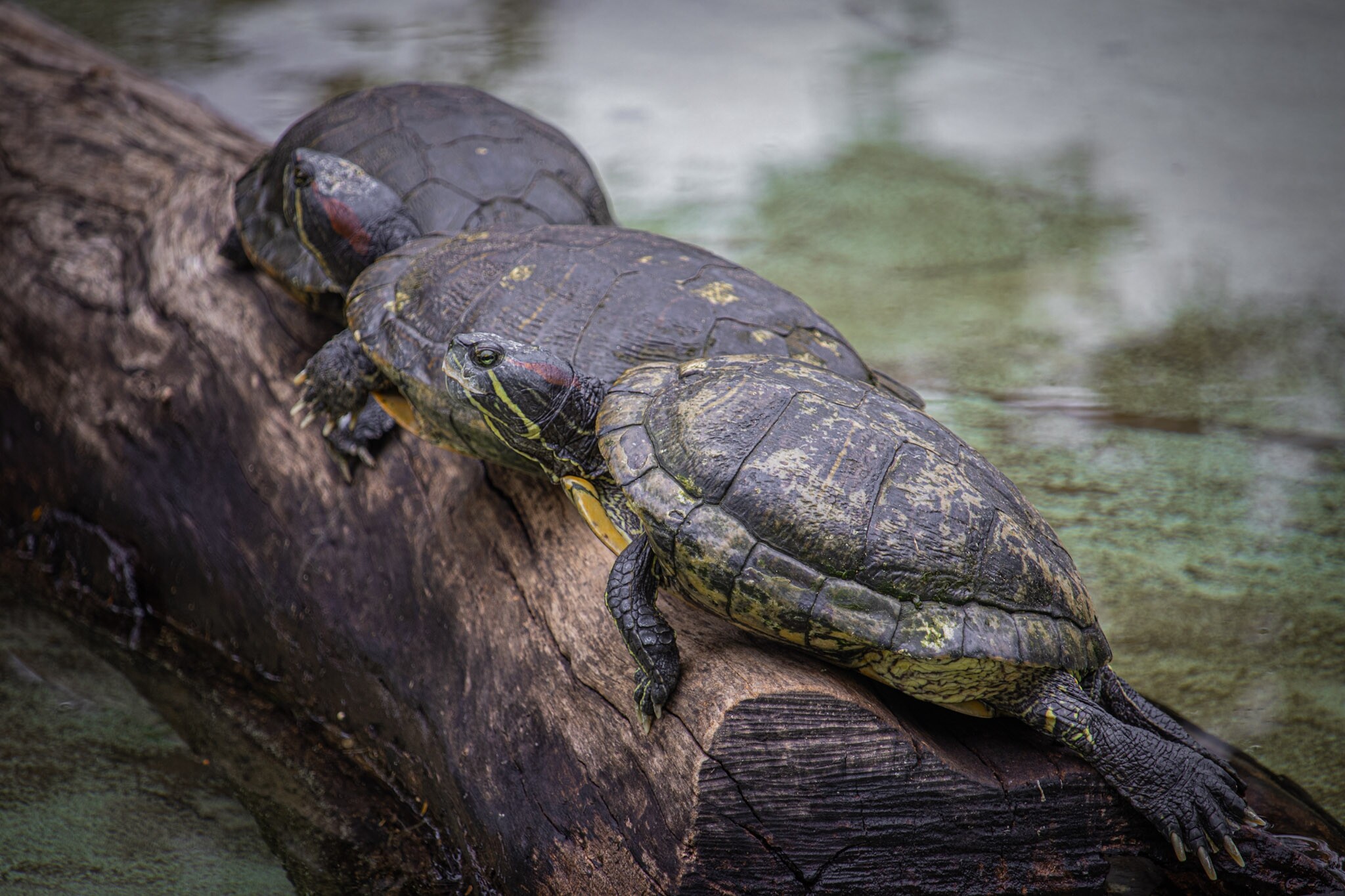 Tartarugas Zoológico de Brasília - Foto Pedro Reis