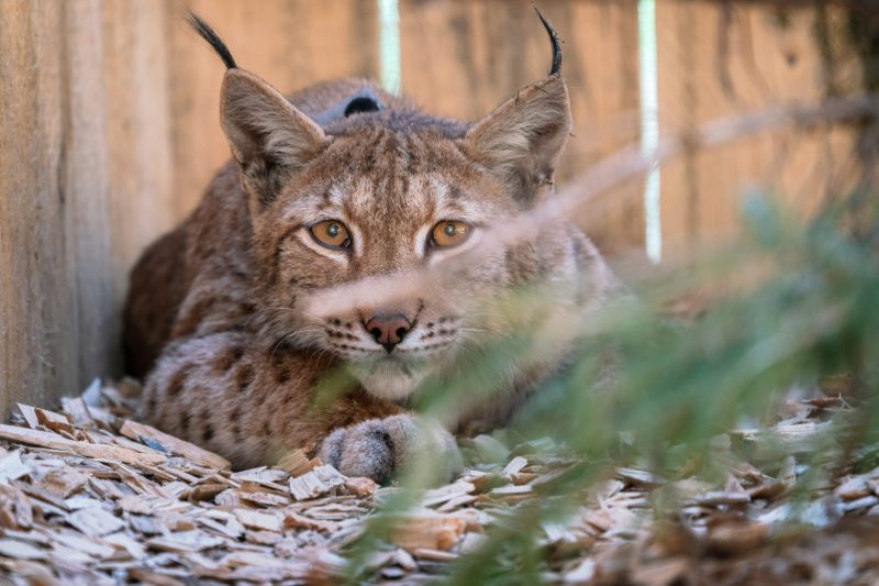 Animal selvagem, conhecido como lince, deitado e olhando diretamente para a câmera