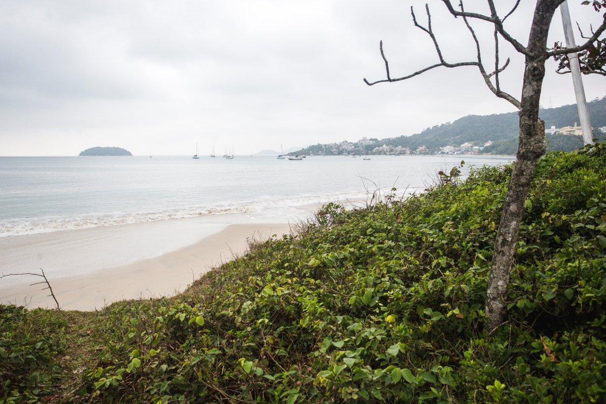 área de restinga em praia de Florianópolis