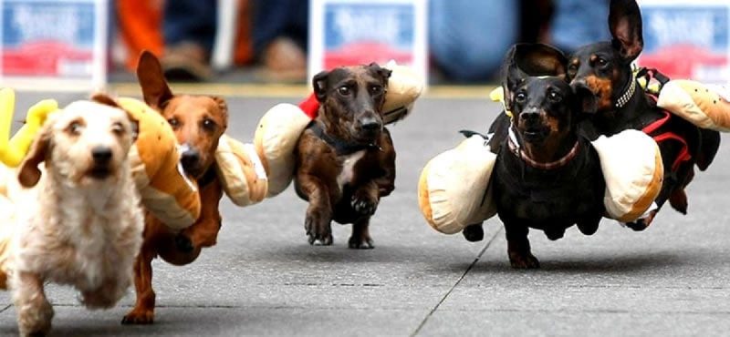 A imagem mostra cinco cães da raça Daschound correndo em fantasias de cachorro-quente no festival da Oktoberfest dos Estados Unidos.