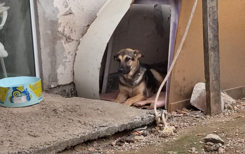 Implantação de microchips em cachorros e gatos de rua serve para proteção da saúde e controle de procriação desses animais