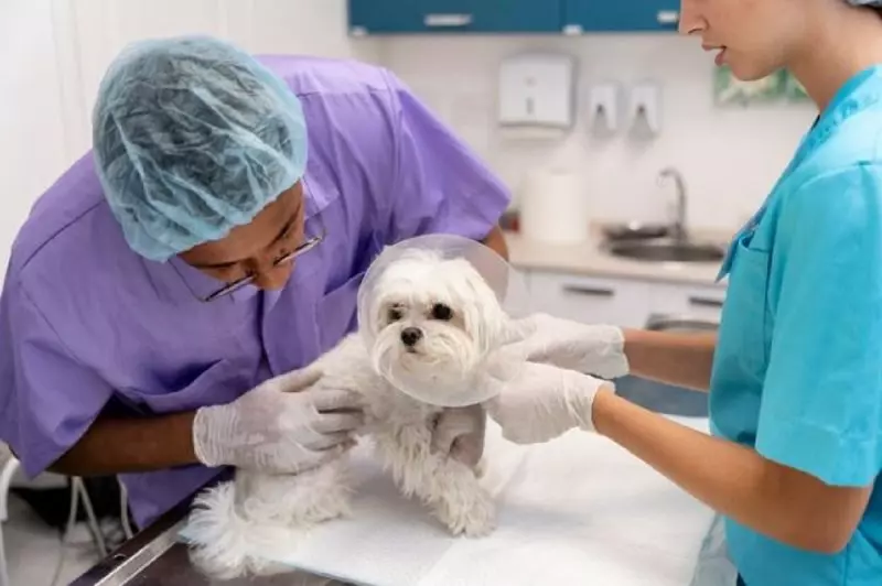 Médico veterinário é uma das profissões para quem gosta de animais 