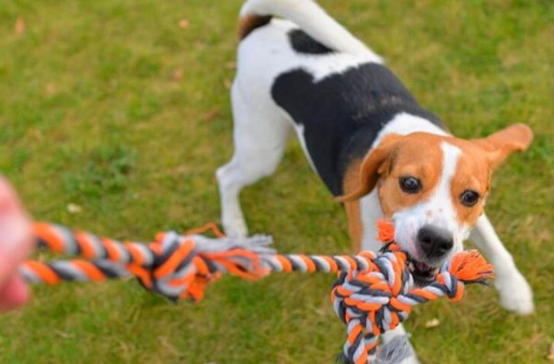 Adestrador é uma das profissões para quem gosta de animais 