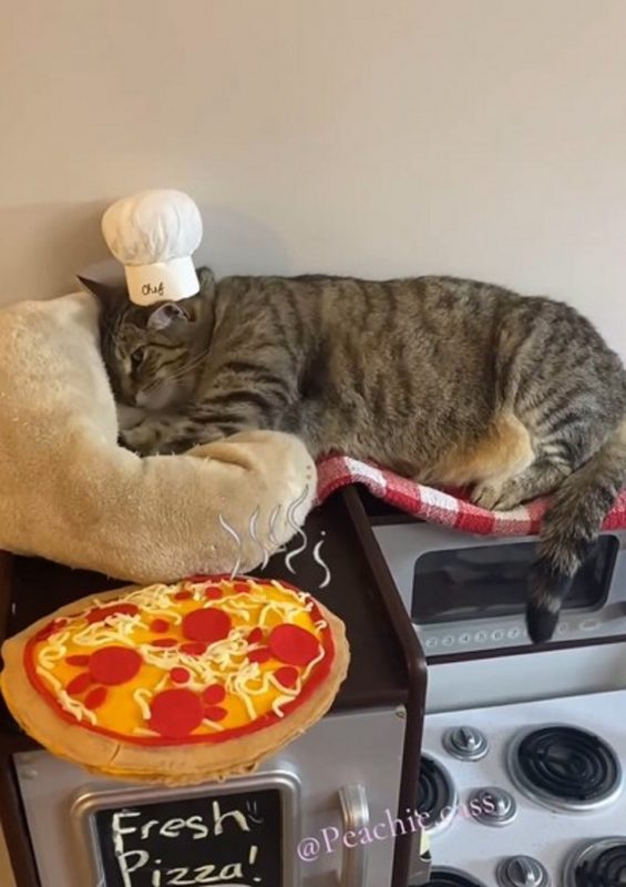 Foto de Gary, gato conhecido por “amassar pãozinho”