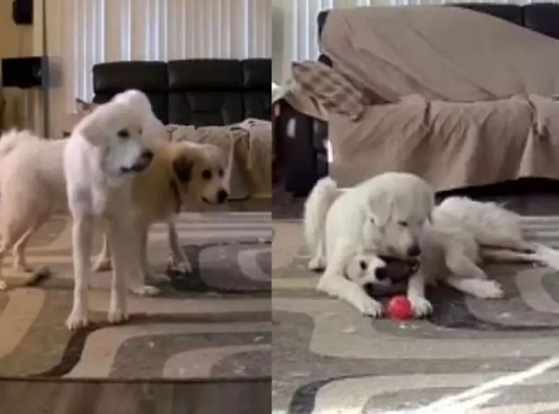 Golden Retrievers aprontavam quando ficavam sozinhos e vídeo viraliza