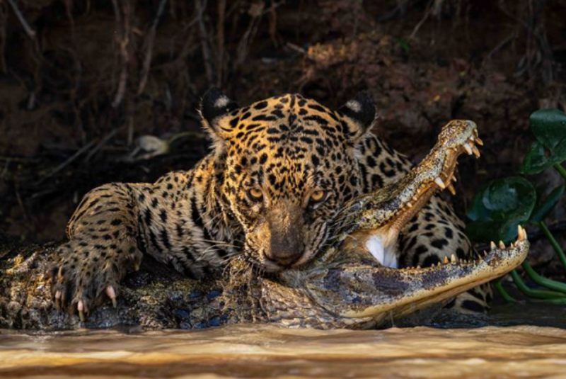 Fotografo da vida selvagem captou momento icônico de onça predando jacaré 