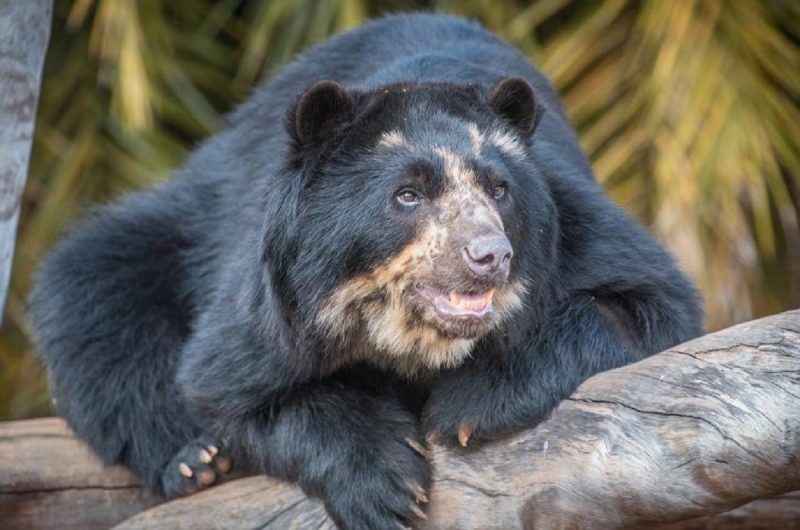 Urso-de-óculos deitado em cima de um galho de árvore