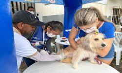 repescagem-da-campanha-antirrabica-e-realizada-em-aracaju;-veja-locais