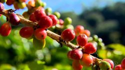 previsao-de-chuva-faz-preco-do-cafe-robusta-voltar-a-cair-em-outubro-e-situacao-‘precaria’-de-lavouras-ainda-preocupa-setor,-aponta-usp