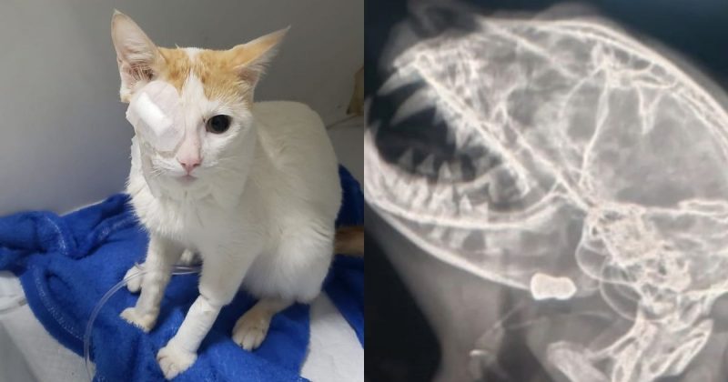 Gato Tequila foi atingido por tiro de chumbinho em SC e passou por cirurgia para retirar olho