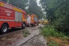 queda-de-arvore-dificulta-transito-na-br-282-em-maravilha