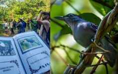 ‘vem-passarinhar’-convida-publico-para-imersao-na-natureza-da-ilha-do-combu