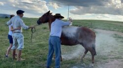 em-homenagem-postuma,-familia-usa-cavalo-para-espalhar-cinzas-de-pecuarista-em-fazenda-no-rs