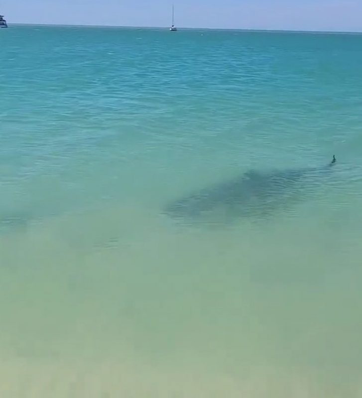 Tartaruga fugindo de tubarão em praia na Austrália