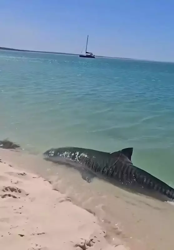 Tartaruga fugindo de tubarão em praia na Austrália